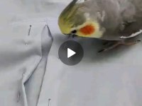 Konuşan evcil sultan papağanı