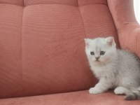 British shorthair NS11 silver point