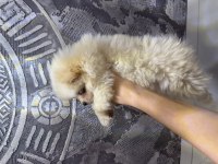 POMERANİAN BEBEK KÖPEKLER