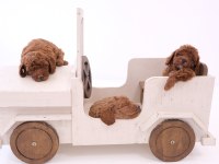 Toy Poodle Bebeklerimiz