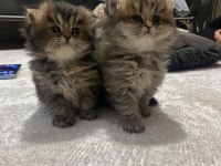 Anne İran , Baba British shorthair golden