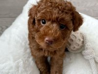 BEBEK TOY POODLE
