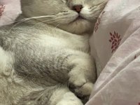 DİŞİ 5 YAŞ BRİTİSH KEDİSİ