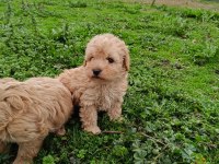 Poodle Ayarında Maltipoo Yavrular