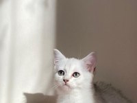 Sliver yavru kedim
