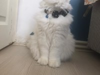 Scottish fold oğlumuz buluta eş arıyoruz