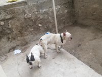 Hamile French Bulldog 2 Yaşında
