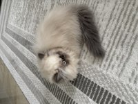 SEVİMLİ DİŞİ İRAN KEDİSİ YAVRUMUZ YENİ YUVASINI ARIYOR