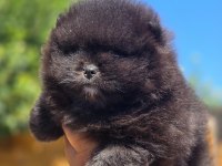 Mükemmel Kalite Siyah Pomeranian Yavru