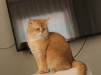 British Shorthair Golden Yavrusu