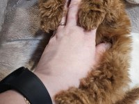 2 aylık Toy Poodle yavrular