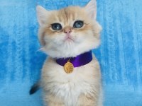 Safkan güzel golden british yavrular