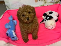 BAL RENGİ TOY POODLE BEBEĞİMİZ