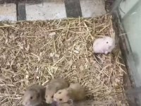 Uyguna Hamster