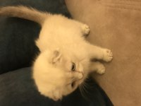 MAVİŞ GÖZLÜ ÇOK TATLI YAVRULARIMIZ