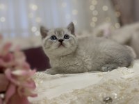 British Shorthair Bebek Kediler