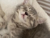 WHATSAPP İLETİŞİME GEÇİN UYGUN OLARAK KEDİLER