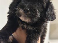 23 mayıs doğumlu maltipoo yavrularım