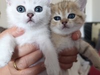 British Shorthair Silver Golden Bebekler