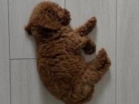 Erkek Toy Poodle Yavru