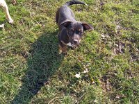 Rus pinscher kırması