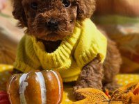 Aşılı Veteriner Kontrollü Toy Poodle Yavrularımız