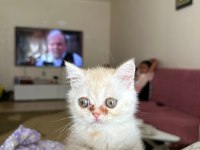 2.5 3 aylık British Shorthair Chinchilla yavrusu
