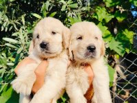 Baby face golden retriever yavruları