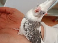 45 Günlük El Besleme Bebek Sultan Papağanı