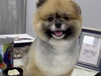 Sınıfının en iyisi pomeranian
