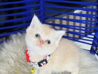 British Shorthair Krem Rengi Yavru