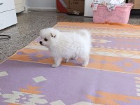 Pomeranian Boo Erkek Ve Dişi Yavrularımız
