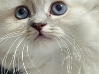 Evinizin Yeni Yıldızı British Longhair