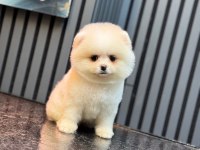 SAĞLIK VE IRK GARANTİLİ POMERANİAN KÖPEĞİMİZ
