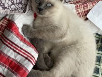 Yavru british shorthair yeni yuvasına hazır