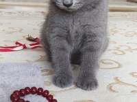 2.5 aylık british shorthair erkek