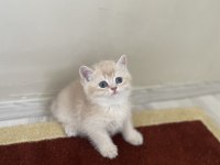 2 aylık bebek kediler teslime hazır