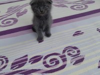 Scottish fold kediler