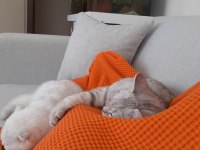 British Shorthair Tabby