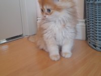 Show kalite golden longhair british yavrularımız