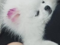 Bembeyaz Pomeranian Boo