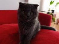 Kaliteli uygun puanlı scottish fold