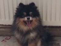 Dişi 1 Yaşında Pomeranian Boo