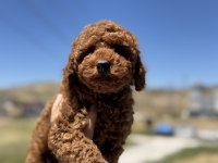 Ankaranın En Güzel Toy Poodle Yavruları