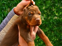 FCI KIF ŞECERELİ A CLASS DOBERMAN YAVRULARIMIZ