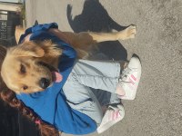 Şans köpeğim golden retriever