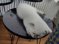 SCOTTİSH FOLD KEDİMİZE YUVA ARANIYOR