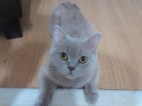 British Shorthair Ücretsiz Sahiplendirme