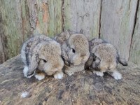 Mini lop ve cüce tavşan bebeklerimiz