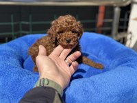 700 gr 4 aylık kore micro tea cup poodle